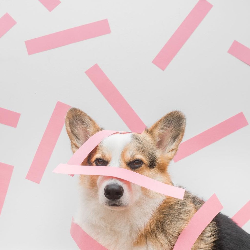 Aυτό το σκυλάκι είναι μια ντίβα και  βγαίνει τις πιο ωραίες φωτογραφίες (pics)