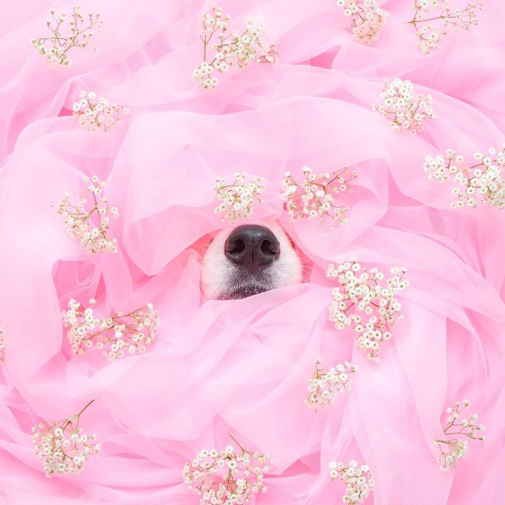 Aυτό το σκυλάκι είναι μια ντίβα και  βγαίνει τις πιο ωραίες φωτογραφίες (pics)