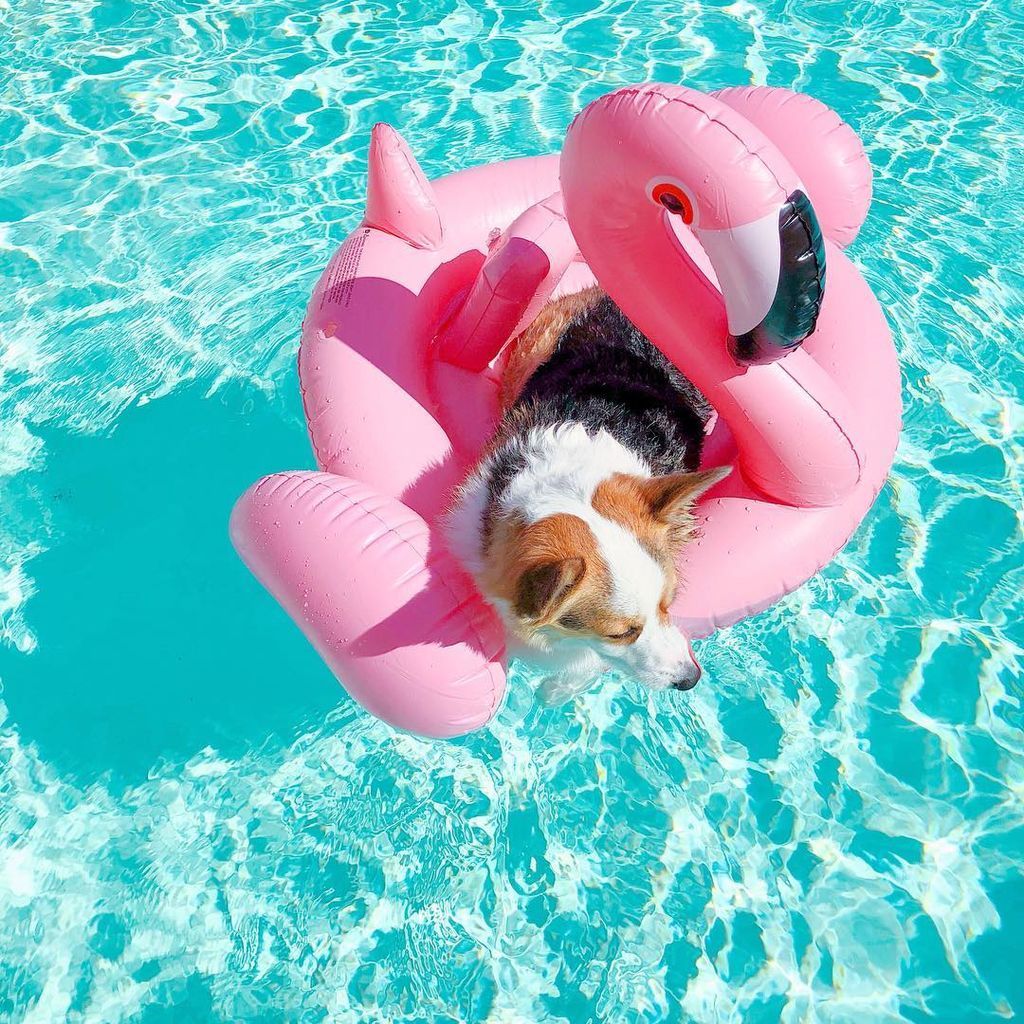 Aυτό το σκυλάκι είναι μια ντίβα και  βγαίνει τις πιο ωραίες φωτογραφίες (pics)