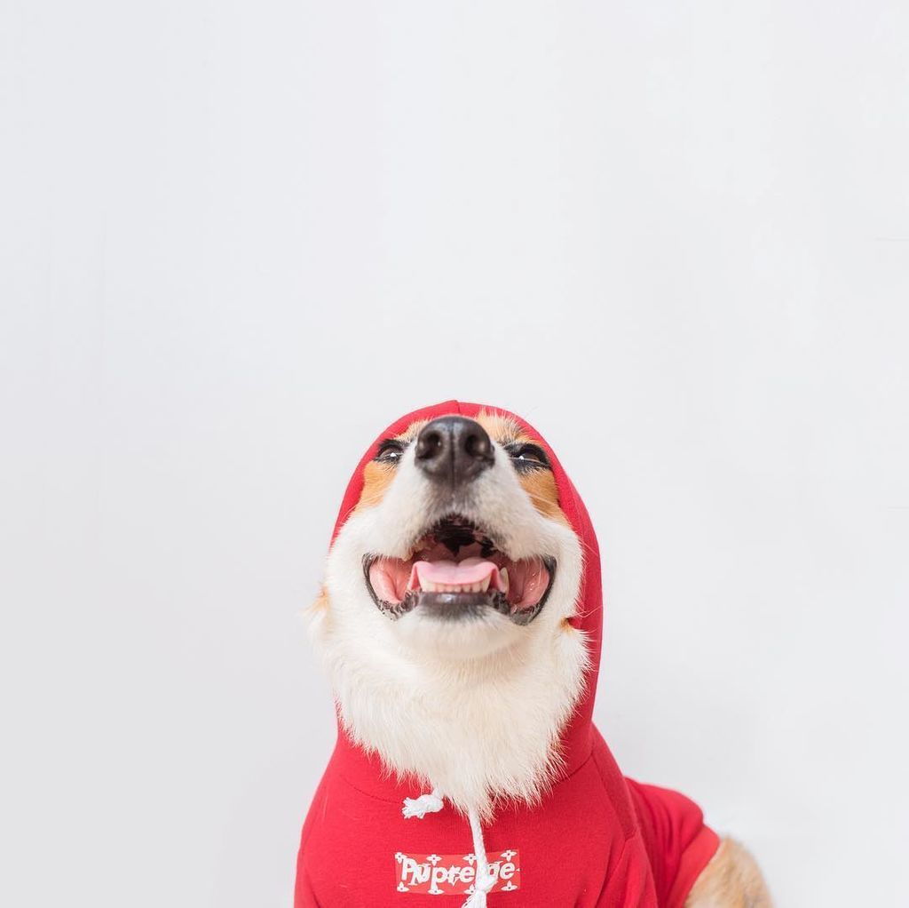 Aυτό το σκυλάκι είναι μια ντίβα και  βγαίνει τις πιο ωραίες φωτογραφίες (pics)