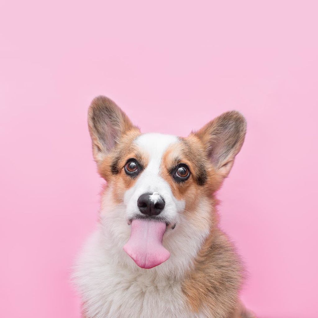 Aυτό το σκυλάκι είναι μια ντίβα και  βγαίνει τις πιο ωραίες φωτογραφίες (pics)