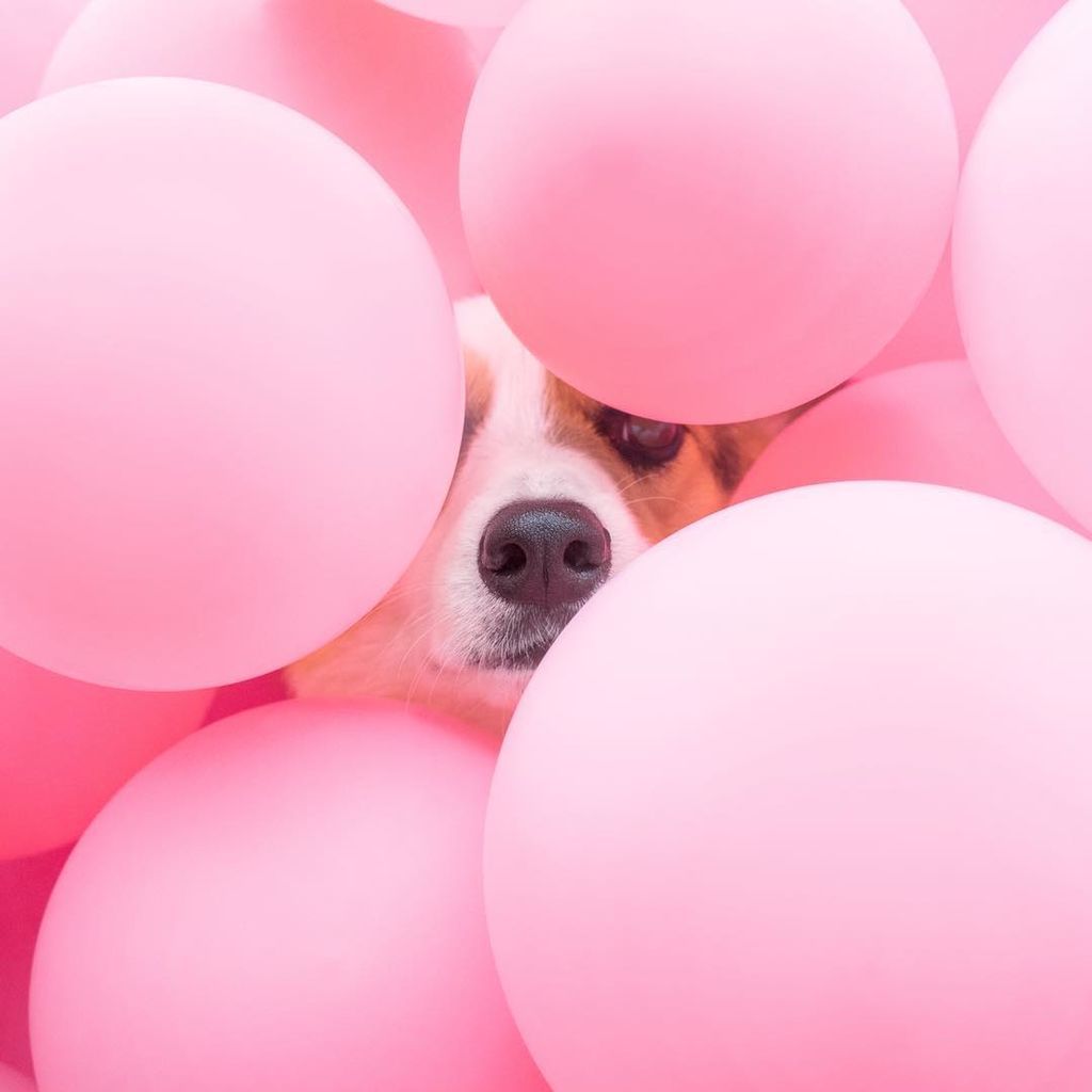 Aυτό το σκυλάκι είναι μια ντίβα και  βγαίνει τις πιο ωραίες φωτογραφίες (pics)