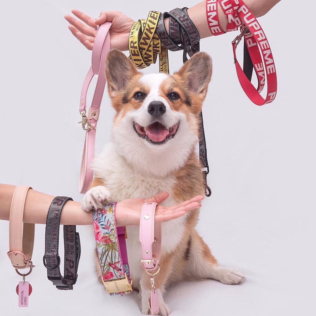 Aυτό το σκυλάκι είναι μια ντίβα και  βγαίνει τις πιο ωραίες φωτογραφίες (pics)