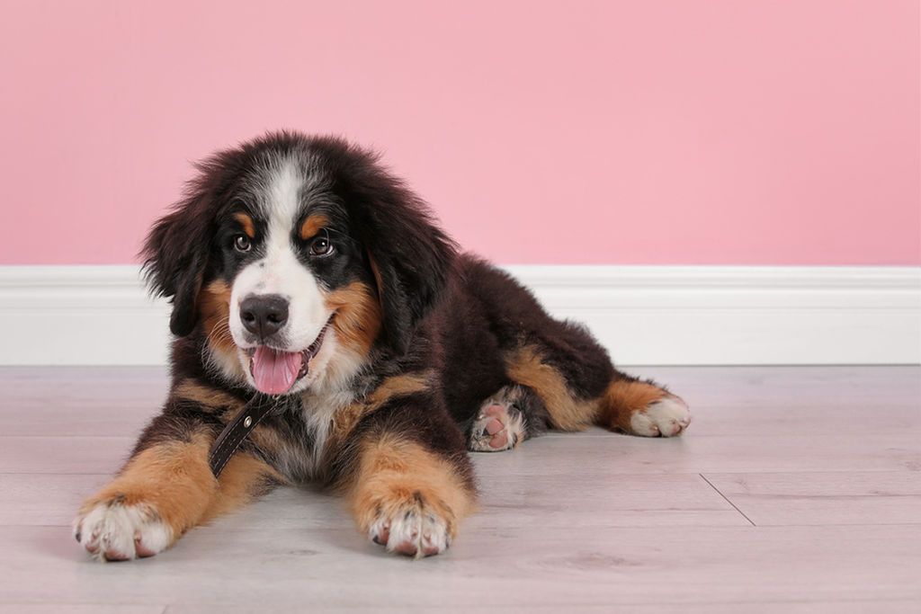 Bernese Mountain Dog