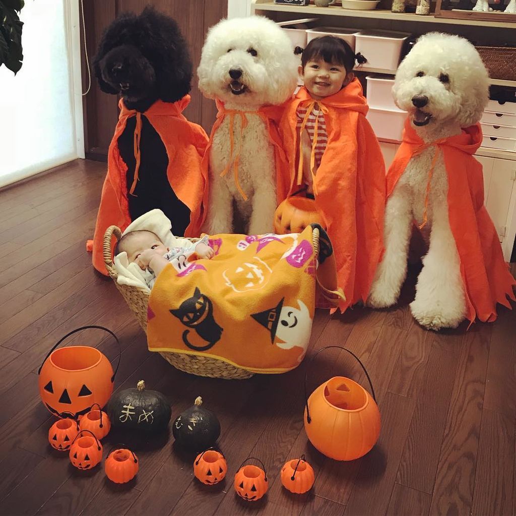 Η μικρή Γιαπωνεζούλα φωτογραφίζεται με τα τεράστια σκυλιά της και το Instagram λιώνει (pics) 