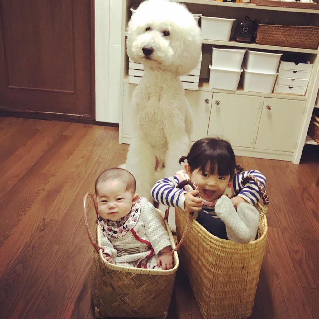 Η μικρή Γιαπωνεζούλα φωτογραφίζεται με τα τεράστια σκυλιά της και το Instagram λιώνει (pics) 