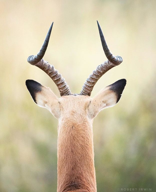 Το πιστεύετε; Αυτές οι φωτογραφίες άγριων ζώων ανήκουν σε έναν 14χρονο φωτογράφο (pics) 