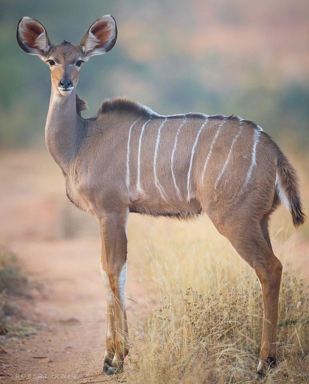 Το πιστεύετε; Αυτές οι φωτογραφίες άγριων ζώων ανήκουν σε έναν 14χρονο φωτογράφο (pics) 