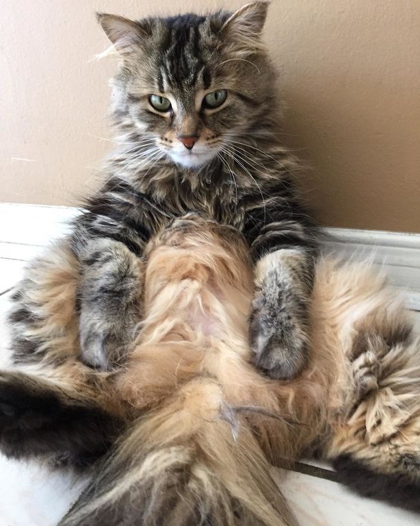 Πολύ γέλιο! Αστείες φωτογραφίες με γάτες και σκύλους που θα σας φτιάξουν τη μέρα (pics) 