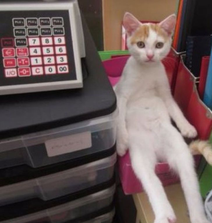 Πολύ γέλιο! Αστείες φωτογραφίες με γάτες και σκύλους που θα σας φτιάξουν τη μέρα (pics) 