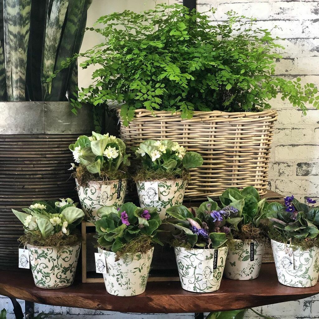 Φυτά για το σπίτι 