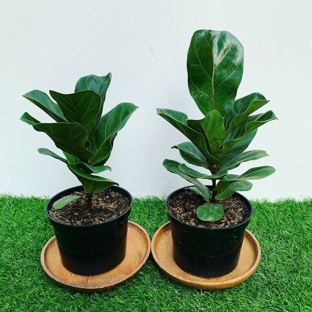 Φυτά για το σπίτι 