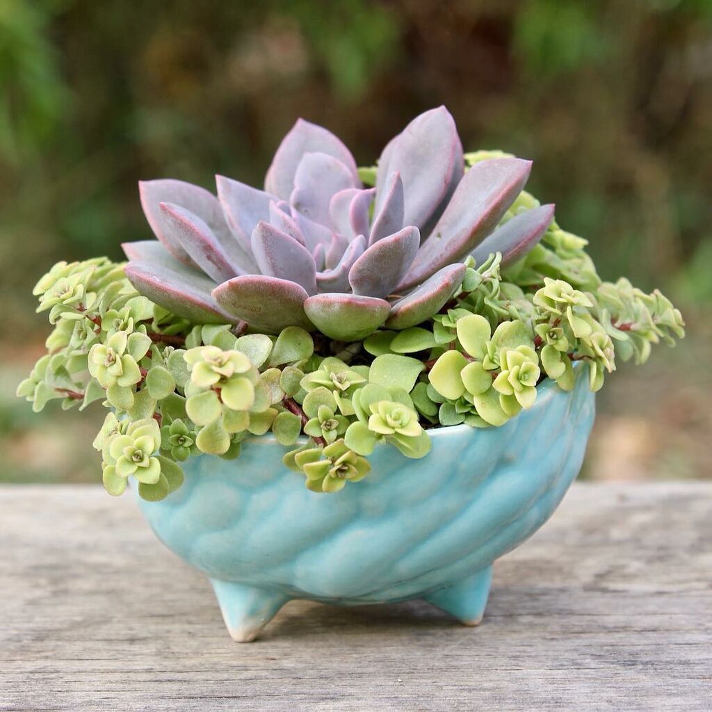 Φυτά για το σπίτι 