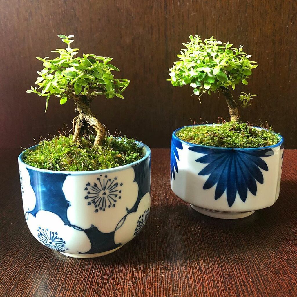 Φυτά για το σπίτι 