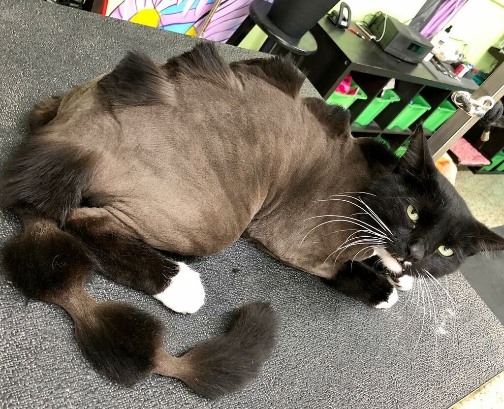 Κόβουν τη γούνα από τις γάτες για να μοιάζουν με δεινόσαυρους και το αποτέλεσμα είναι ξεκαρδιστικό