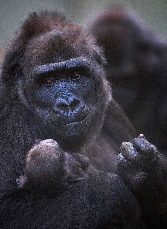 Οι τρυφερές φωτογραφίες του θηλυκού γορίλα με το μωρό της κάνουν το γύρο του διαδικτύου (pics)