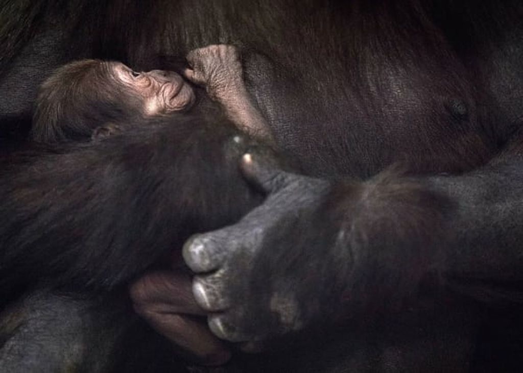 Οι τρυφερές φωτογραφίες του θηλυκού γορίλα με το μωρό της κάνουν το γύρο του διαδικτύου (pics)