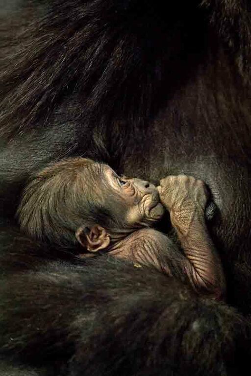 Οι τρυφερές φωτογραφίες του θηλυκού γορίλα με το μωρό της κάνουν το γύρο του διαδικτύου (pics)