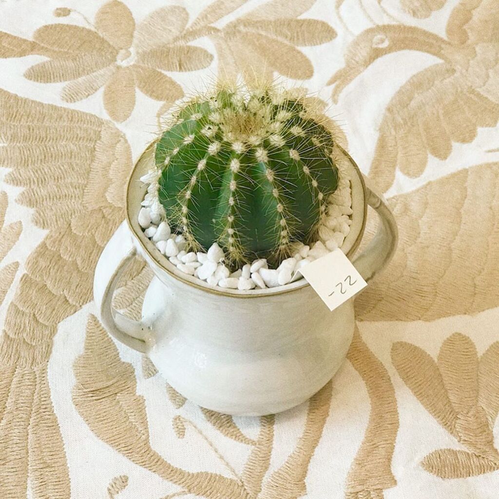 Kάκτοι - Το καλοκαιρινό must στη διακόσμηση του σπιτιού μας (vid & pics)