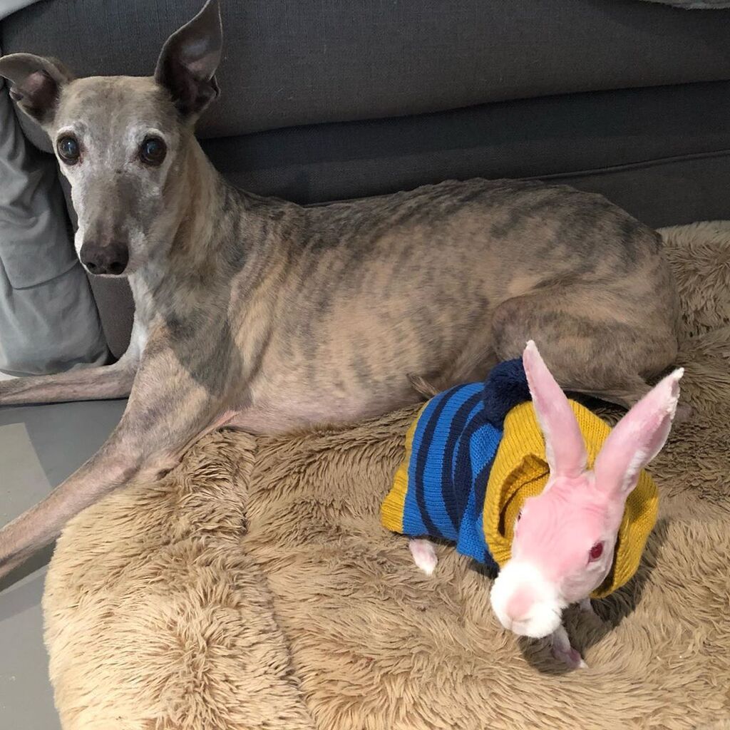 Αυτό το κουνελάκι έγινε viral στο Instagram - Δείτε γιατί (pics + vid) 