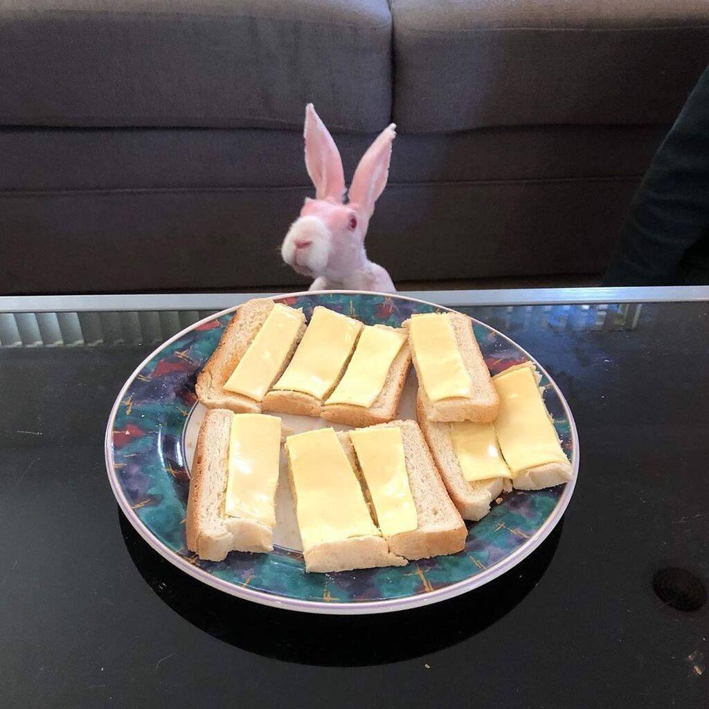 Αυτό το κουνελάκι έγινε viral στο Instagram - Δείτε γιατί (pics + vid) 