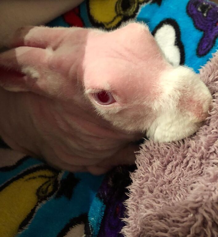 Αυτό το κουνελάκι έγινε viral στο Instagram - Δείτε γιατί (pics + vid) 