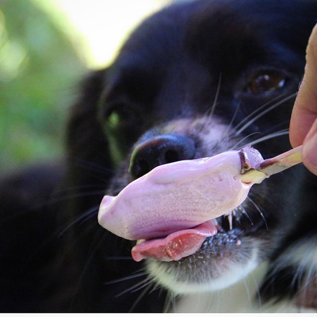 Ξεκαρδιστικές φωτογραφίες σκύλων που αποδεικνύουν ότι απολαμβάνουν το παγωτό όσο κι εμείς (pics)