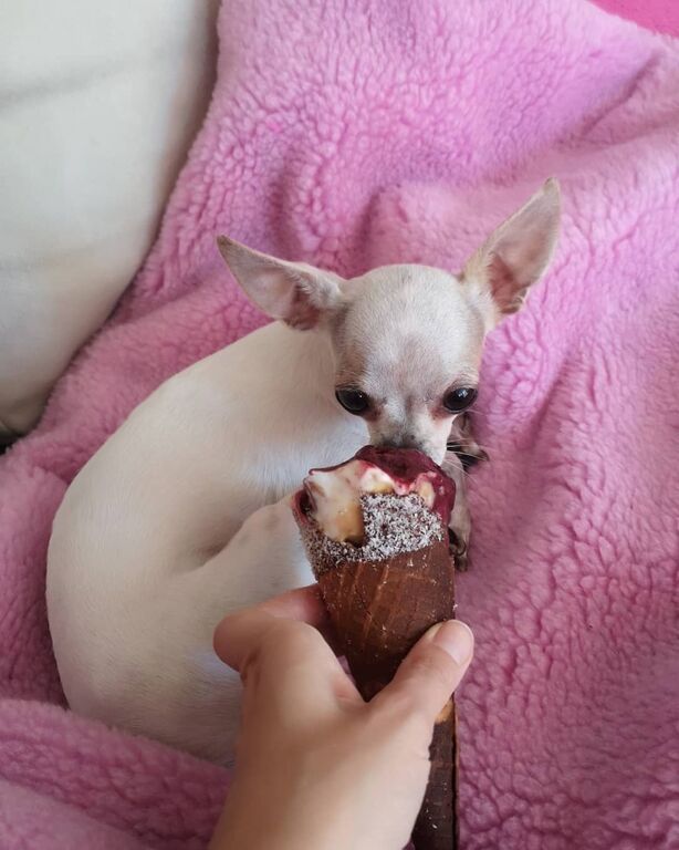 Ξεκαρδιστικές φωτογραφίες σκύλων που αποδεικνύουν ότι απολαμβάνουν το παγωτό όσο κι εμείς (pics)