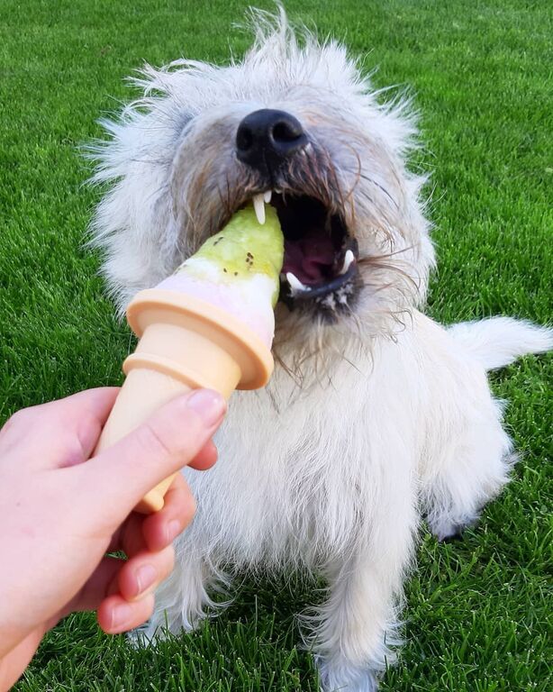 Ξεκαρδιστικές φωτογραφίες σκύλων που αποδεικνύουν ότι απολαμβάνουν το παγωτό όσο κι εμείς (pics)