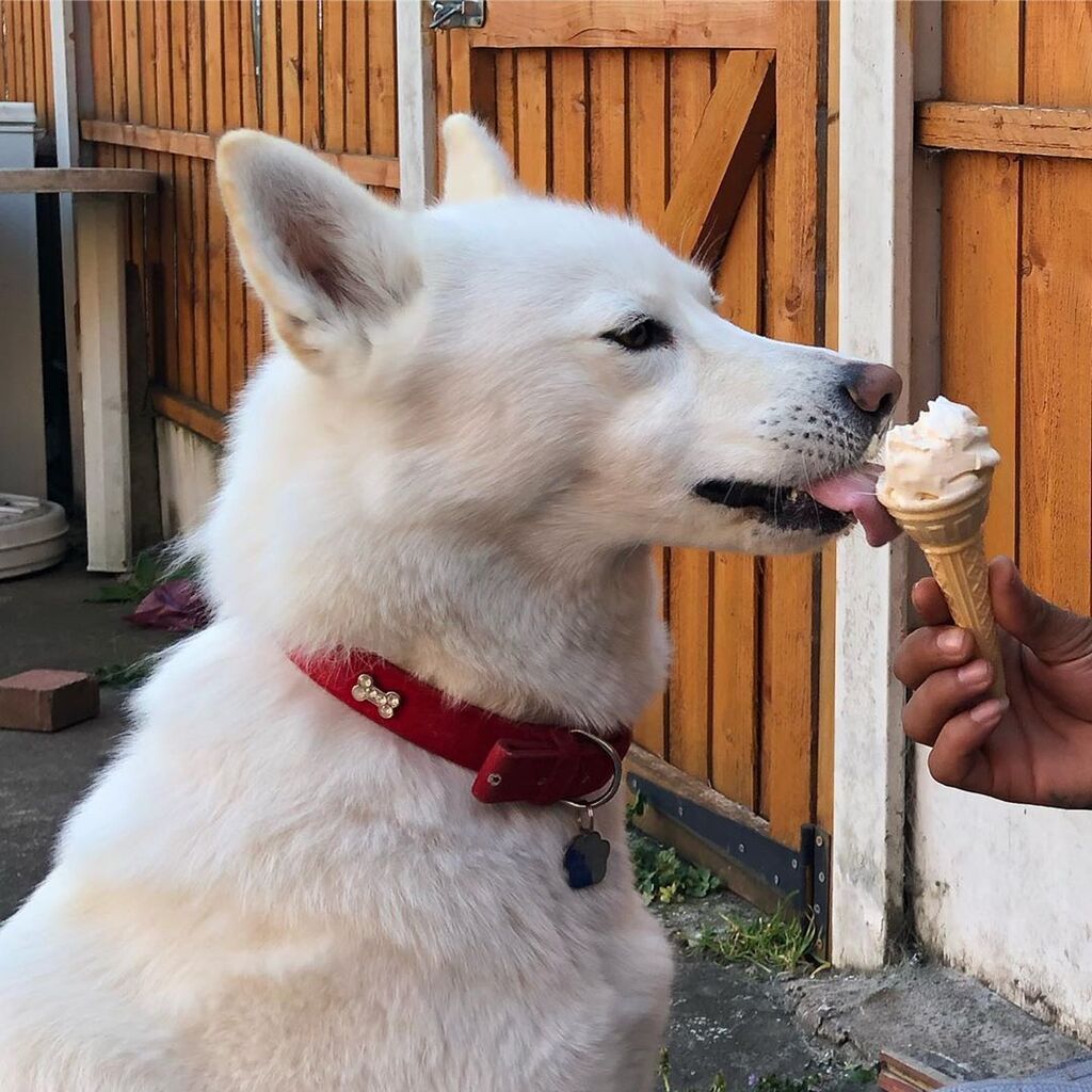 Ξεκαρδιστικές φωτογραφίες σκύλων που αποδεικνύουν ότι απολαμβάνουν το παγωτό όσο κι εμείς (pics)
