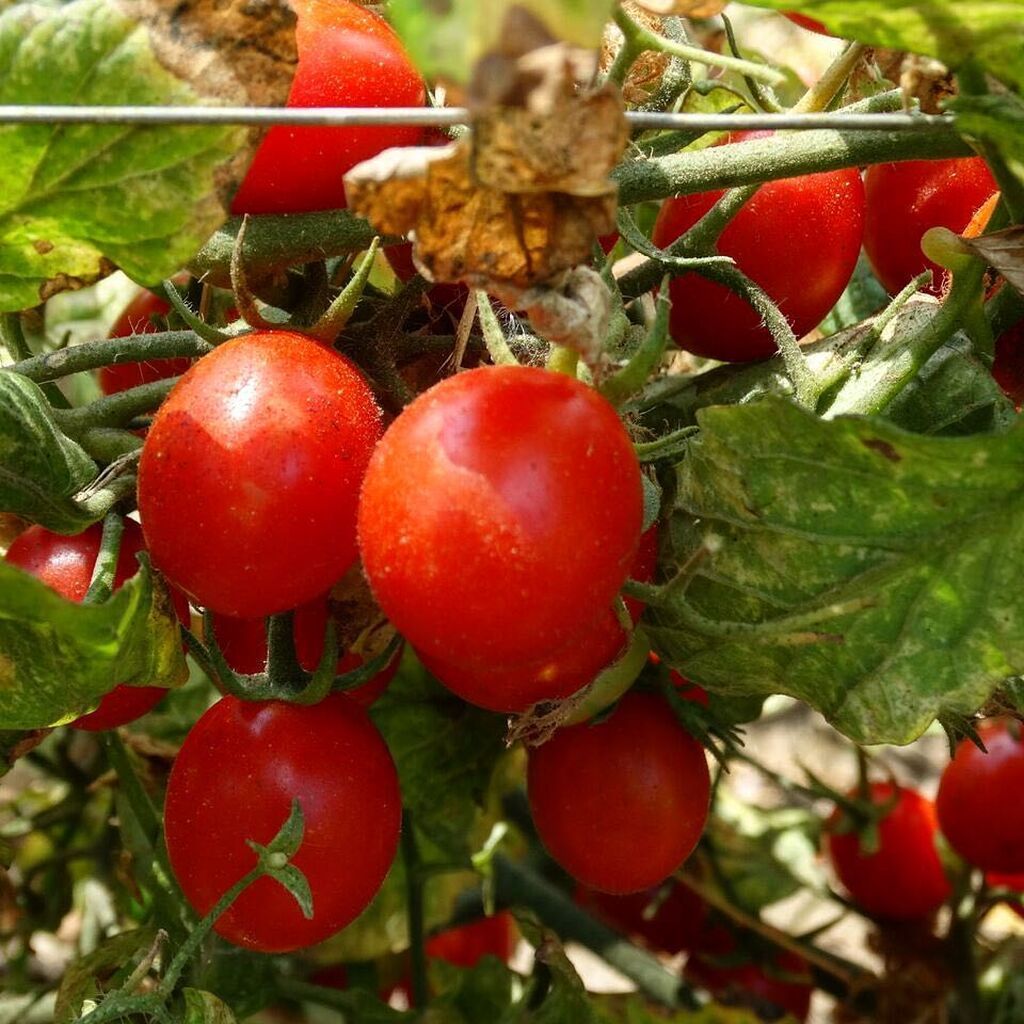 Στην Άνδρο οι ντοματούλες τους είναι χαρά όχι μόνο για τους ίδιους αλλά και για όλους εκείνους που επισκέπτονται το κατάλυμά τους και επιλέγουν να ξεκουραστούν εκεί. 
