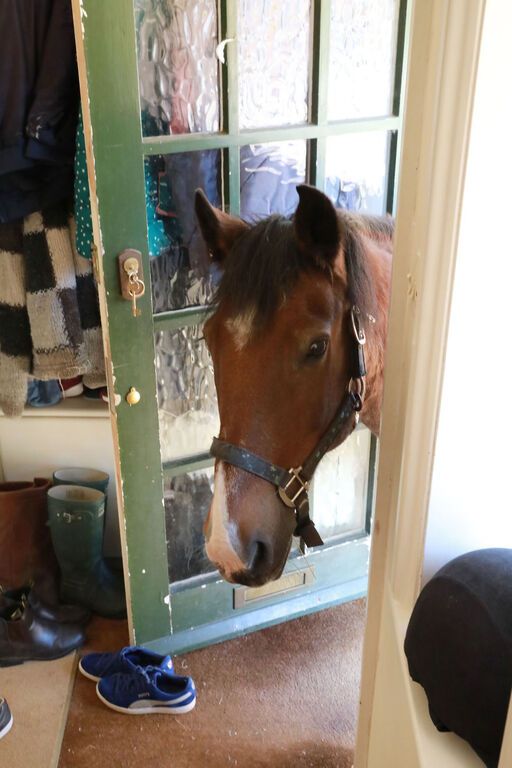 Ζωάκια βοηθούν παιδιά με αυτισμό - Οι φωτογραφίες που κάνουν το γύρο του διαδικτύου (pics)