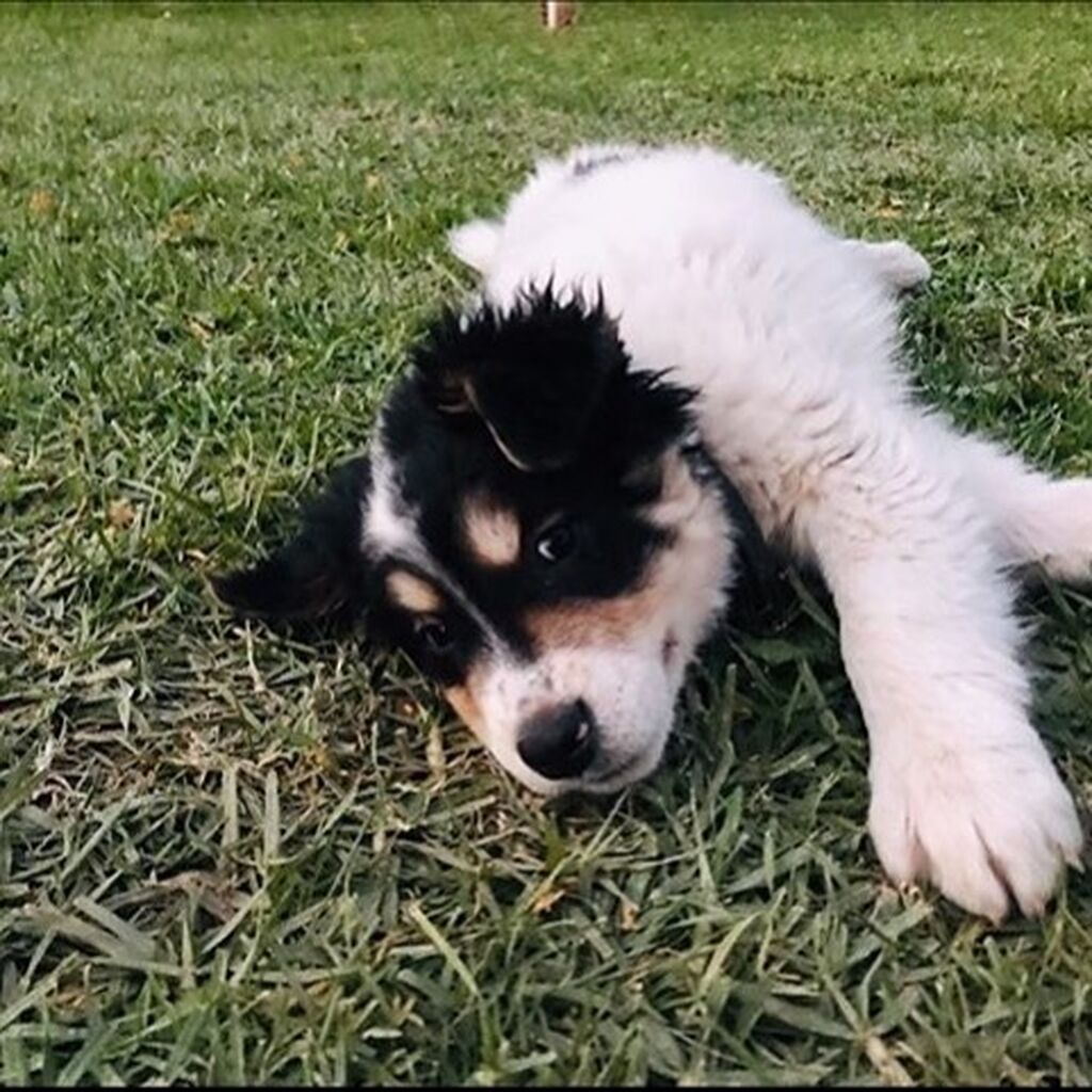 Στην τελευταία του ανάρτηση ο ηθοποιός αποκάλυψε ότι η οικογένειά τους μεγάλωσε. Το νέο μέλος είναι ο Jordan που βλέπετε στη φωτογραφία. 
"Ρε,τι έφερε ο Άγιος Βασίλης...New entry! Welcome Jordan Ιορδανίδη!" έγραψε στην ανάρτησή του ο ηθοποιός.