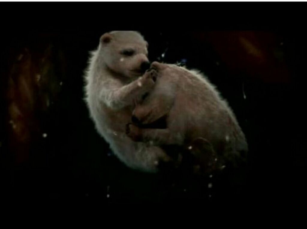 Πολικές αρκούδες