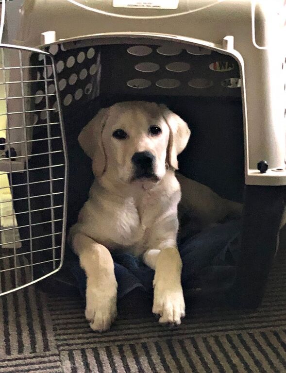 Χαριτωμένο λαμπραντόρ δίνει δύναμη σε γιατρούς που μάχονται ενάντια στον κορονοϊό (pics)