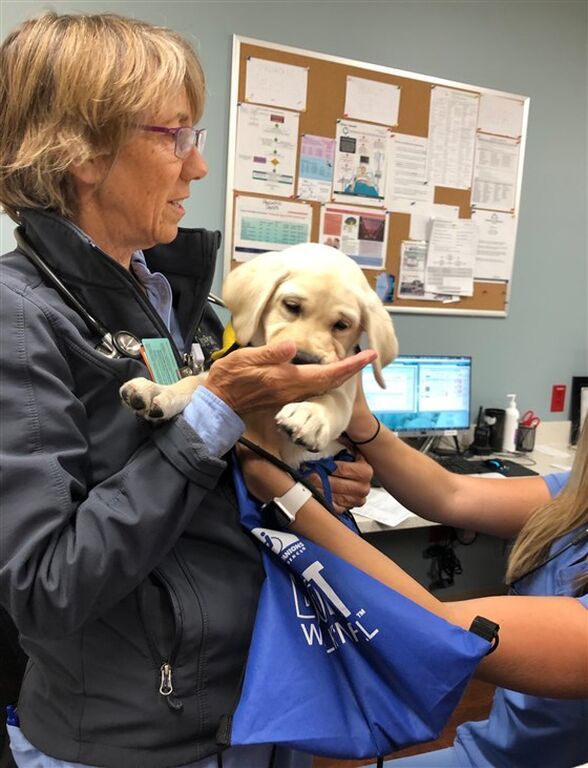 Χαριτωμένο λαμπραντόρ δίνει δύναμη σε γιατρούς που μάχονται ενάντια στον κορονοϊό (pics)