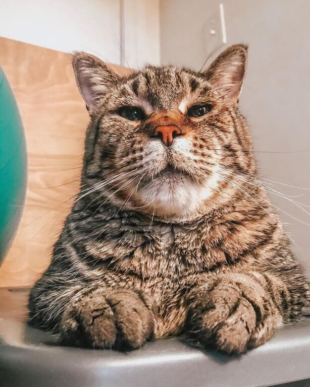 Γνωρίστε τον Mr. B τo μεγαλύτερο & βαρύτερο γάτο του διαδικτύου (pics)