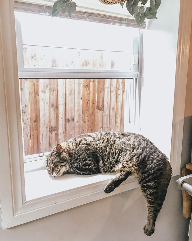 Γνωρίστε τον Mr. B τo μεγαλύτερο & βαρύτερο γάτο του διαδικτύου (pics)