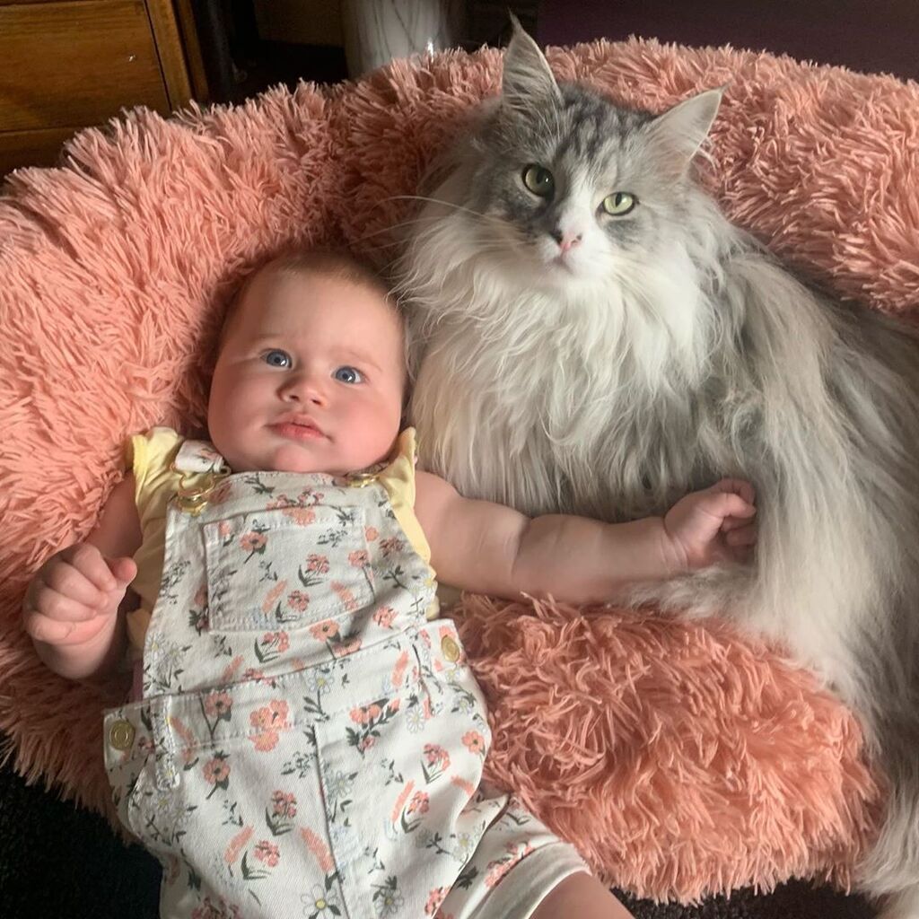 Γνωρίστε την Μilomute -Η γάτα που έχει πάνω από 30k followers στο Instagram