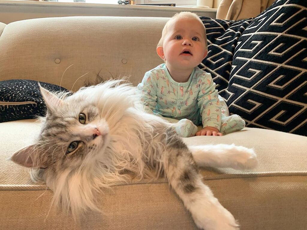 Γνωρίστε την Μilomute -Η γάτα που έχει πάνω από 30k followers στο Instagram