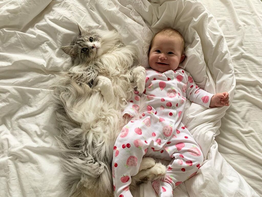 Γνωρίστε την Μilomute -Η γάτα που έχει πάνω από 30k followers στο Instagram