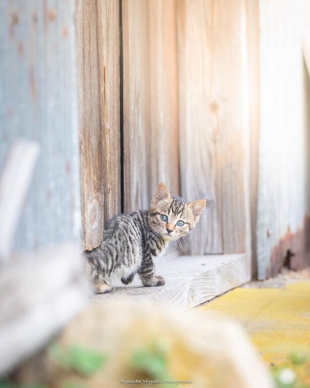 Φωτογράφος απαθανατίζει μικρά γατάκια στα πιο υπέροχα στιγμιότυπα
