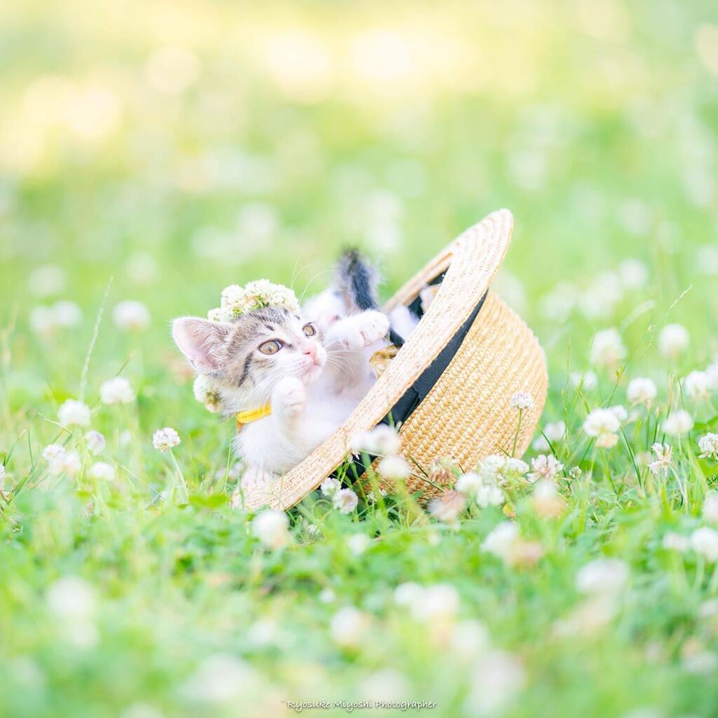 Φωτογράφος απαθανατίζει μικρά γατάκια στα πιο υπέροχα στιγμιότυπα