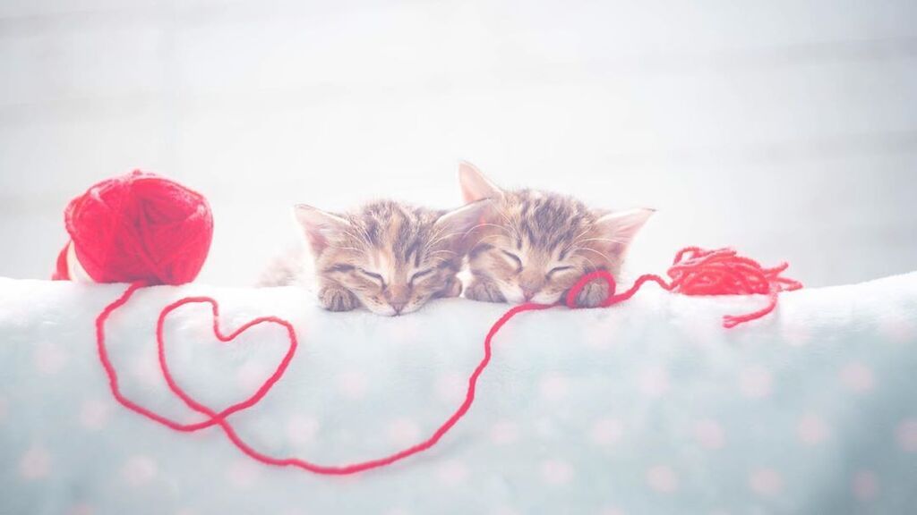 Αυτά τα μωρά γατάκια θα σας κλέψουν την καρδιά - Δείτε υπέροχες φωτογραφίες