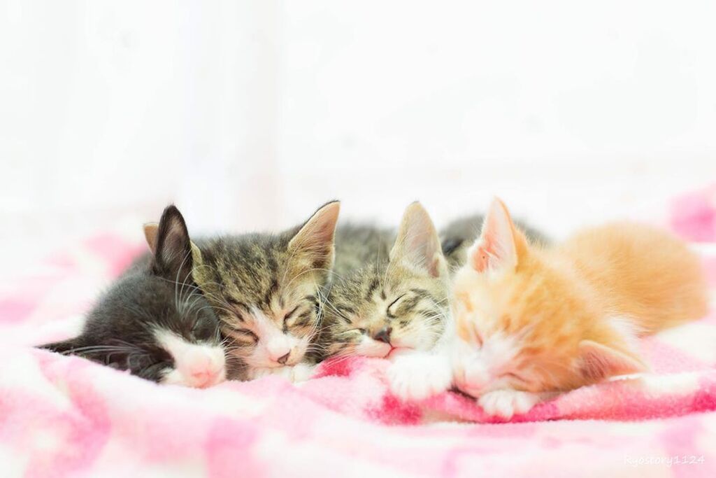 Αυτά τα μωρά γατάκια θα σας κλέψουν την καρδιά - Δείτε υπέροχες φωτογραφίες