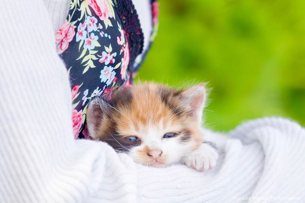 Αυτά τα μωρά γατάκια θα σας κλέψουν την καρδιά - Δείτε υπέροχες φωτογραφίες