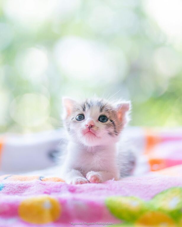 Αυτά τα μωρά γατάκια θα σας κλέψουν την καρδιά - Δείτε υπέροχες φωτογραφίες