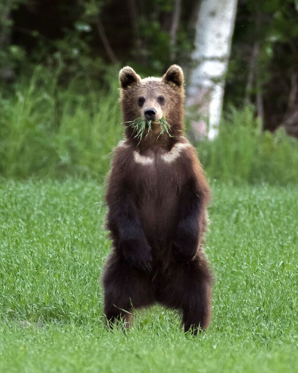 Φωτογράφος απαθανατίζει μωρά ζωάκια σε απολαυστικά στιγμιότυπα
