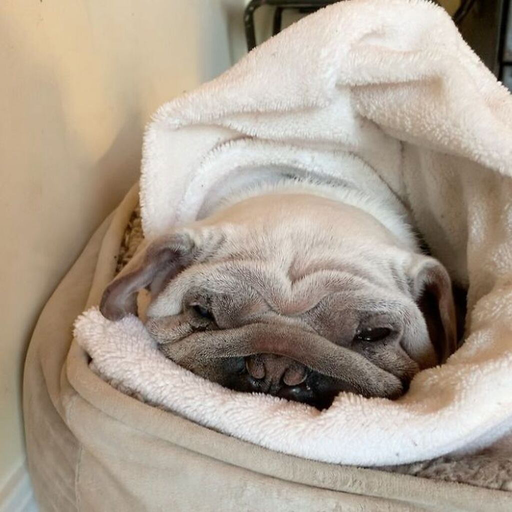 Mork: Γνωρίστε το κουτάβι με τους εκατοντάδες χιλιάδες followers