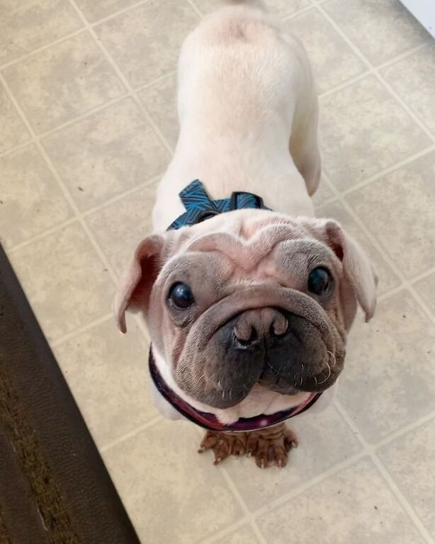 Mork: Γνωρίστε το κουτάβι με τους εκατοντάδες χιλιάδες followers